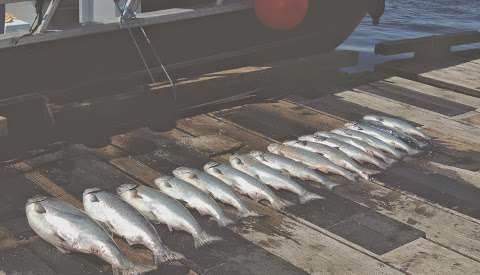 Blackfish Fishing Charters